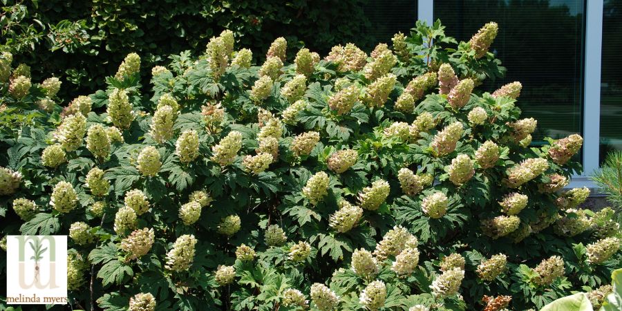 MM Hydrangea oak leaf