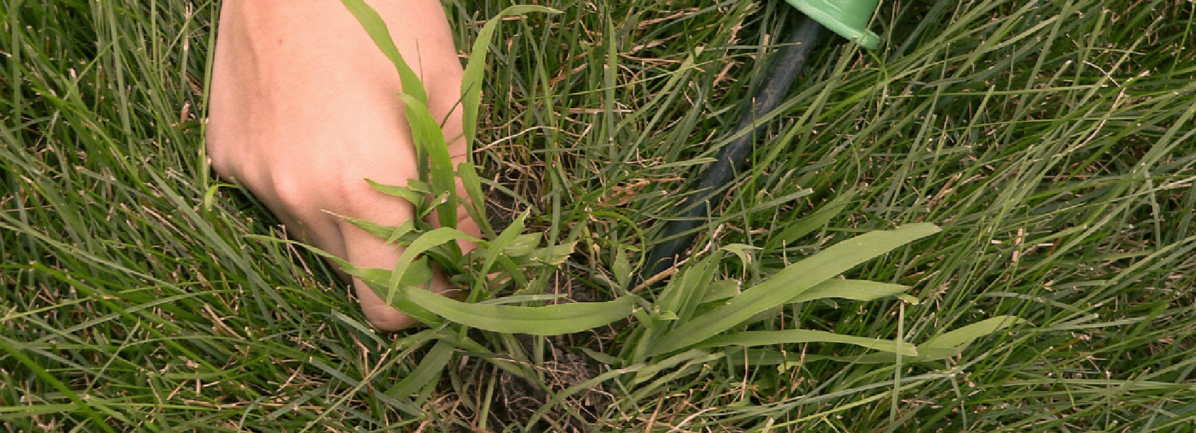 Crabgrass_Lawn_555x201-min.jpg