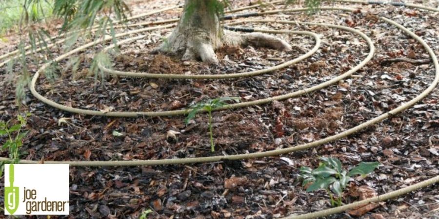 irrigation hose around tree