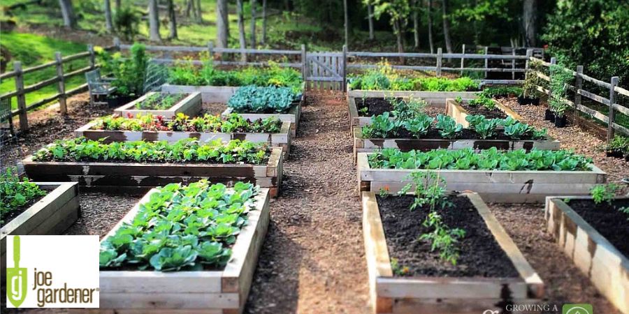 raised bed gardens near the woods