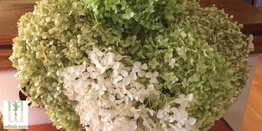 Bouquet of Hydrangeas