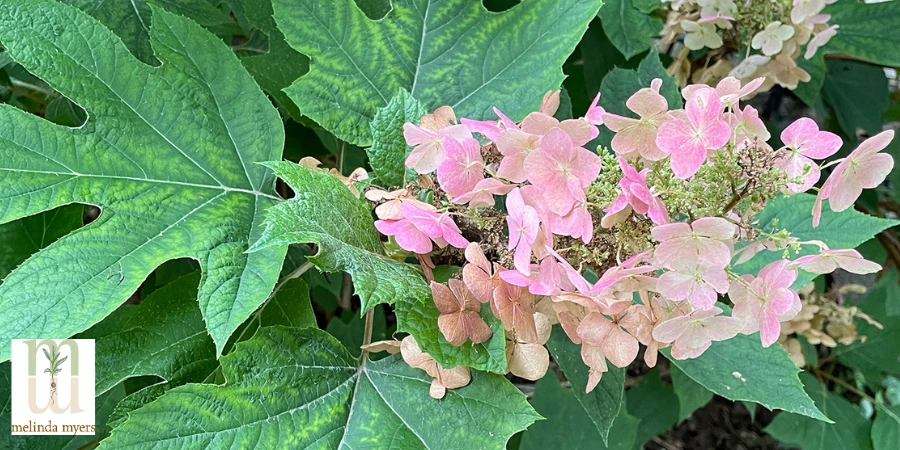 MM Hydrangea-quercifolia.jpg (900 x 450 px).webp