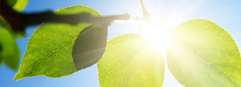 A picture of the sun shining through green leaves on a tree. 