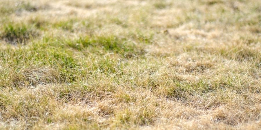 lawn suffering from drought