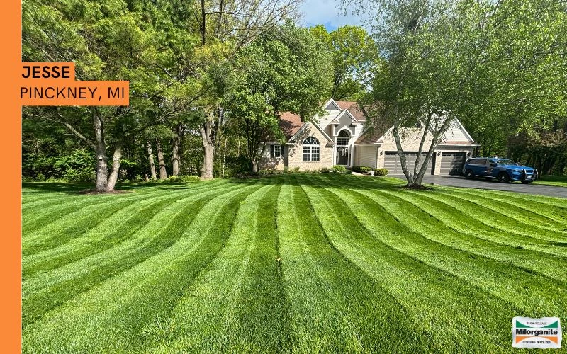 Green Fertilized Lawn Picture of lawn fertilized with Milorganite.