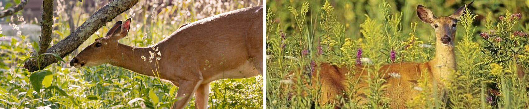 Deer in the garden