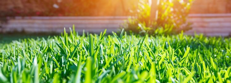Sun shining on thick grass