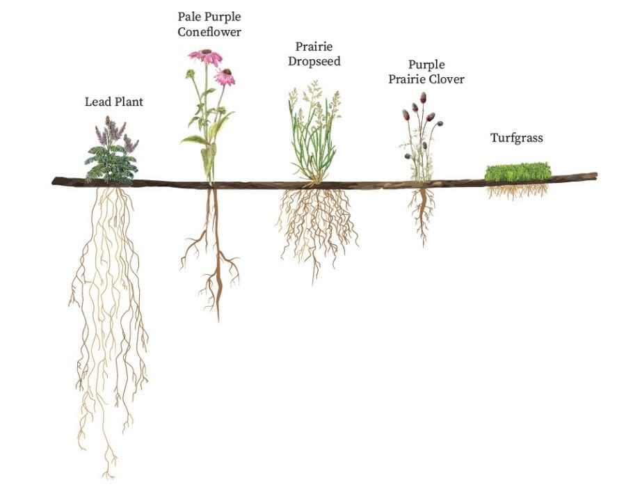 Length of native plant roots