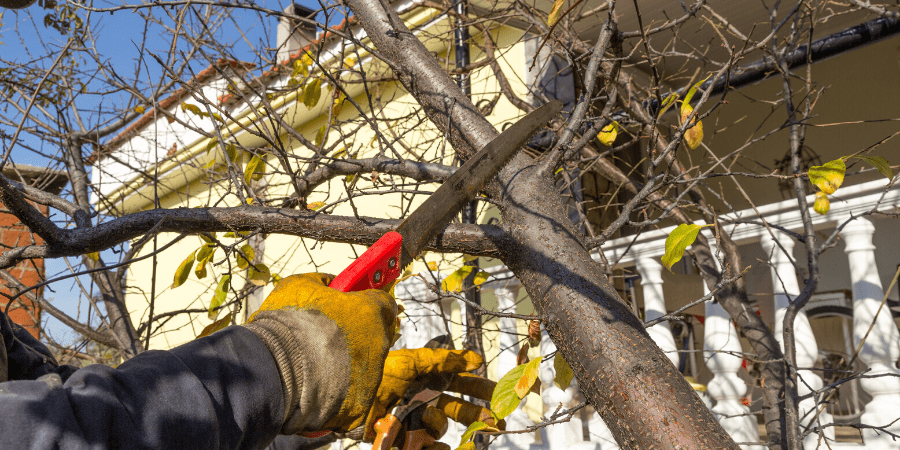 pruning a dormant tree