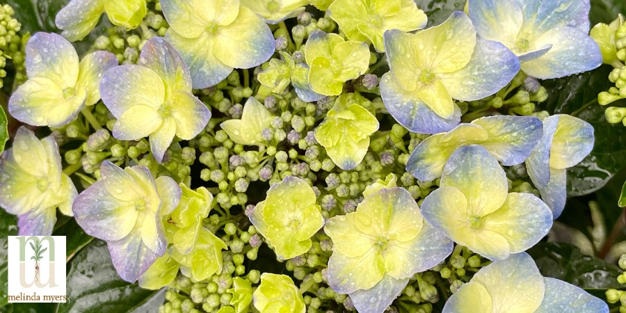 Hydrangea-macrophylla.jpg (900 x 450 px).webp