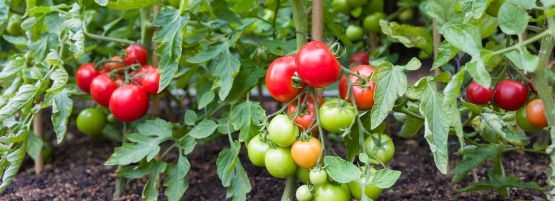 Milo_Fert_Veggies_tomato_in_garden_555__201_px-min.jpg