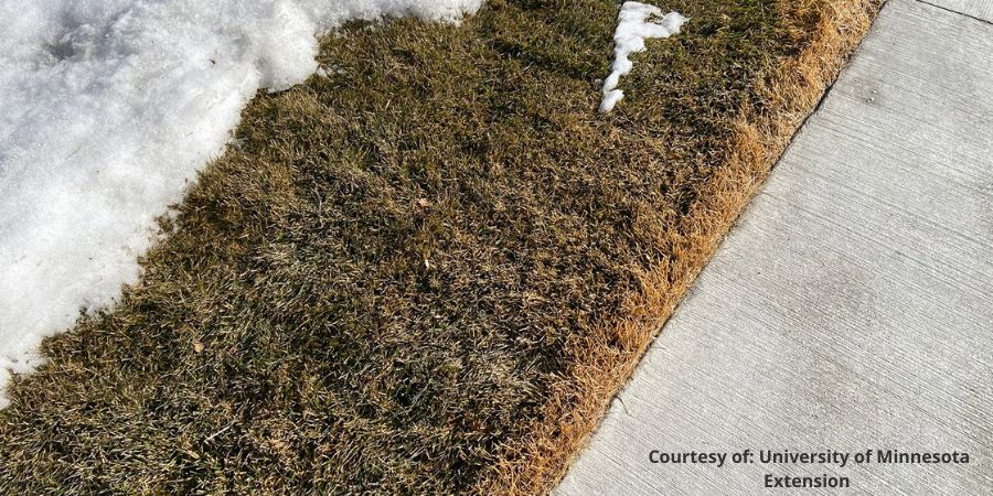 salt damaged grass next to sidewalk