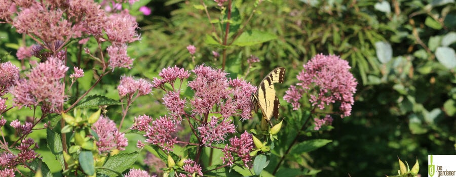 Butterfly in the garden with pink flowers.