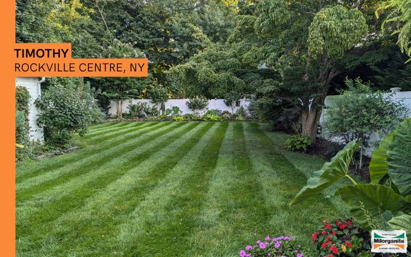 Green lawn Lawn fertilized with Milorganite, an organic fertilizer.