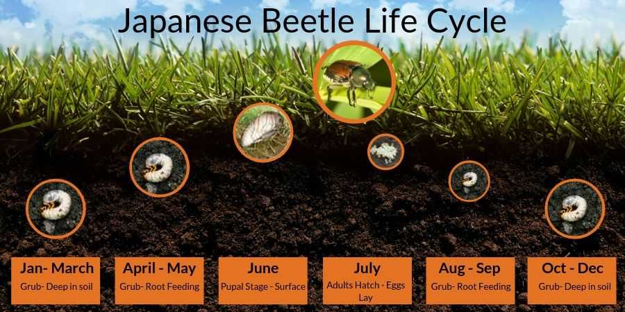 Japanese Beetle Lawn Grub Life Cycle