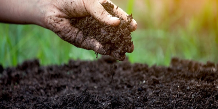 Hand holding soil