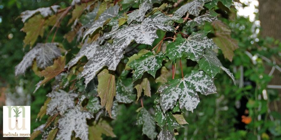 Powdery Mildew Disease on Norway Maple Tree