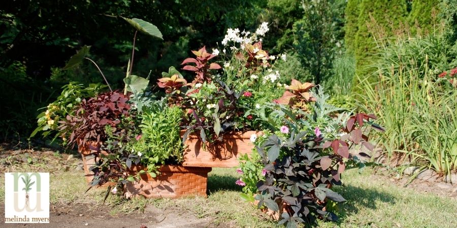 Container Mass Planting Planting Your Container and Hanging Baskets | Milorganite