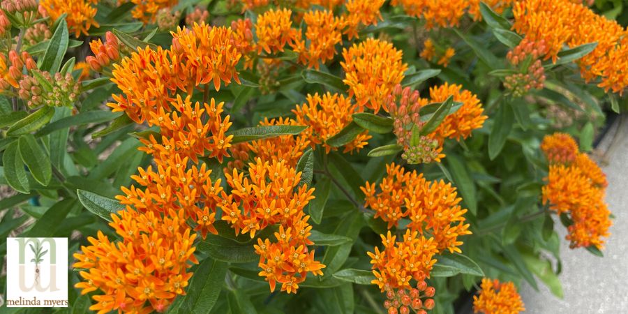 Asclepias-tuberosa