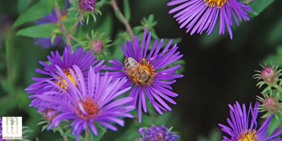 Bee on purple Aster
