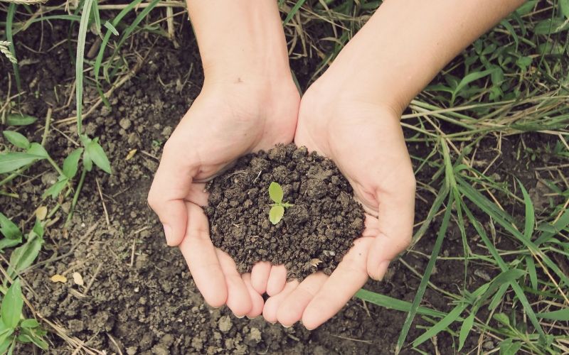 Hands holding dirt and a growing organic sprout