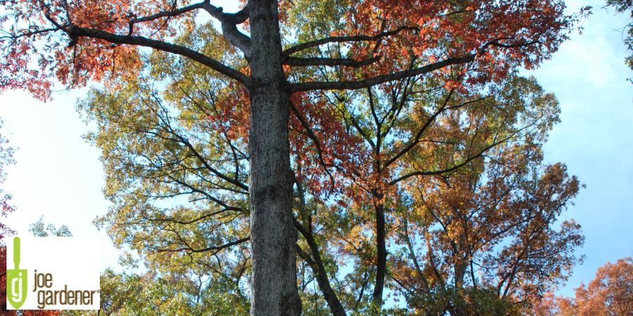 tall fall tree with colored leaves