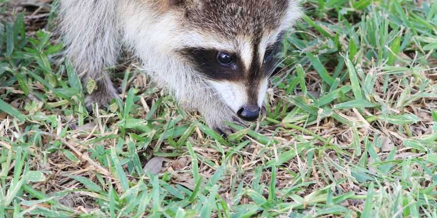 Raccoon Digging for Grubs