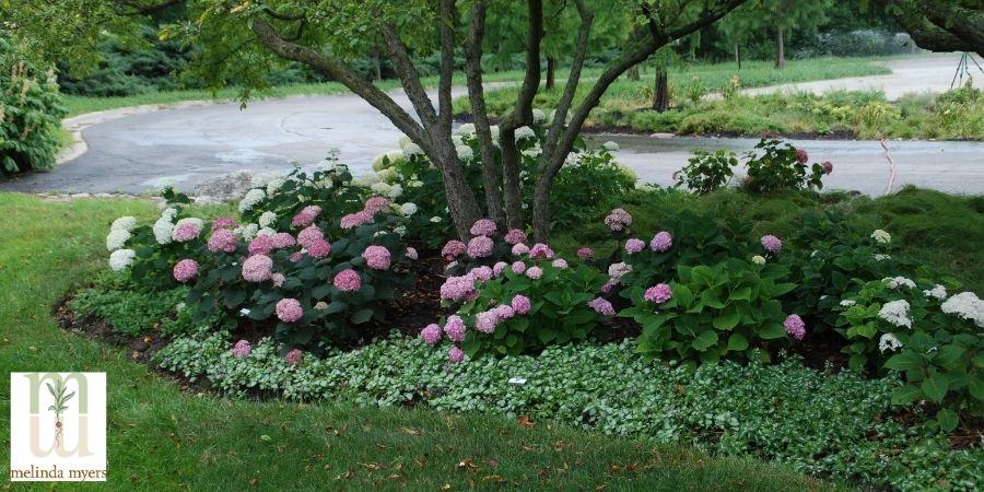 hydrangeas as groundcover