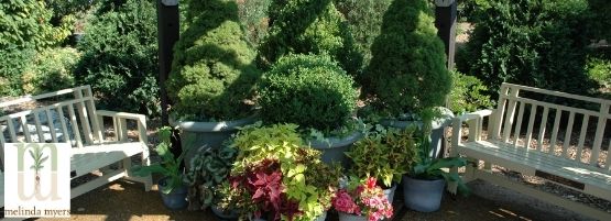 MM_Tree_Shrub_Container_Thumbnail555x201-min.jpg