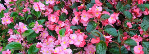 Pink flowers Many bright pink flowers.