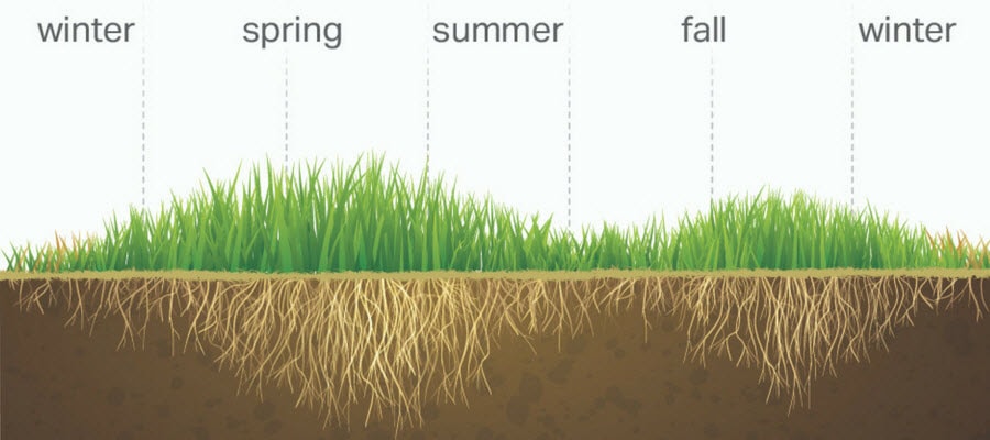 cool season grasses and root length throughout the year