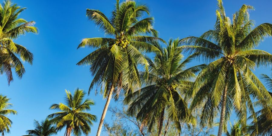 big healthy palm trees