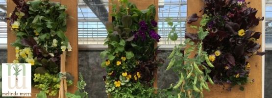 MM_Vertical_Gardening_Thumbnail_555x201-min.jpg