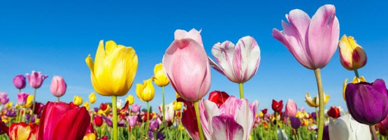 Tulips555x201-min.jpg