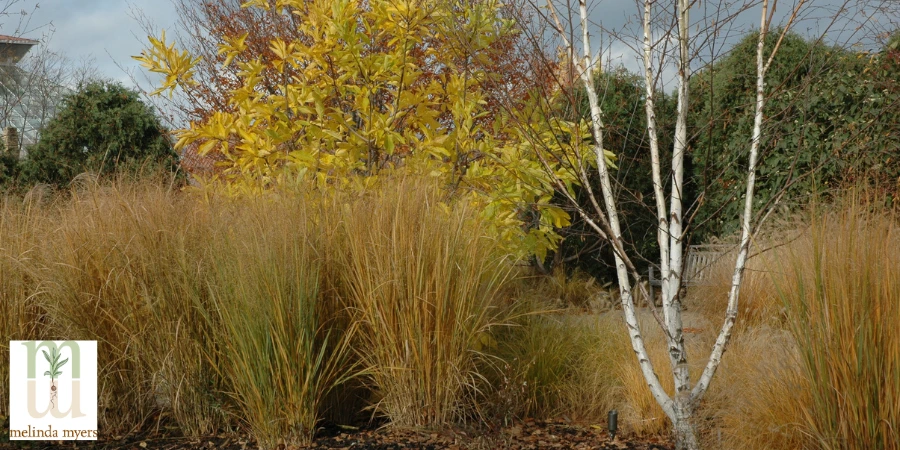 Birch and Northwind Panicum