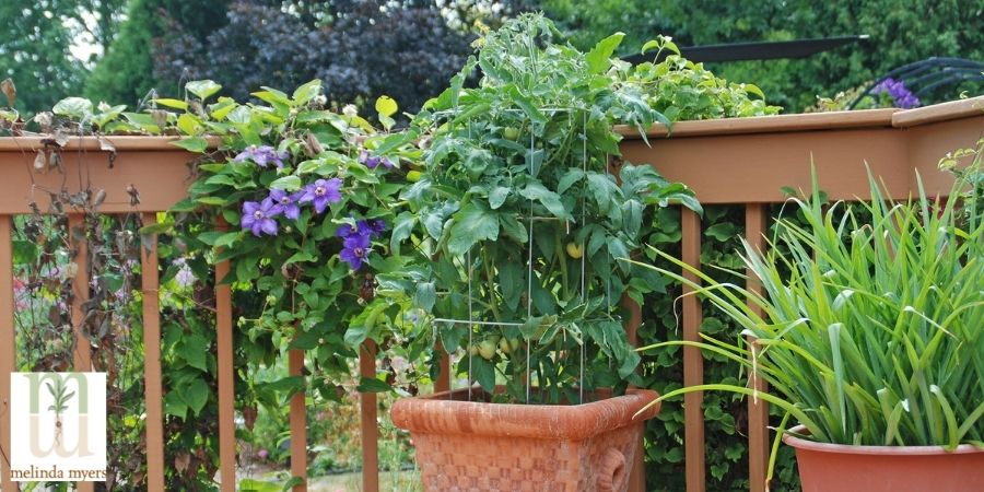 tomato in garden container