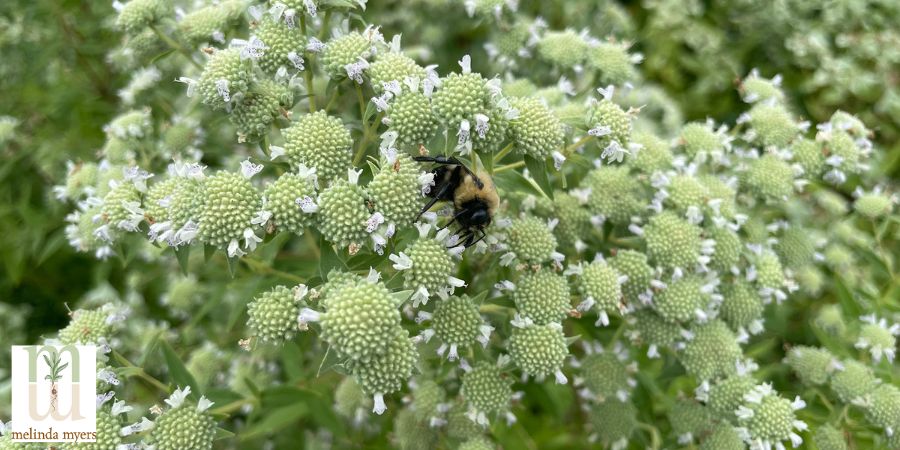 Bee-on-Pycnanthemum-virginianum