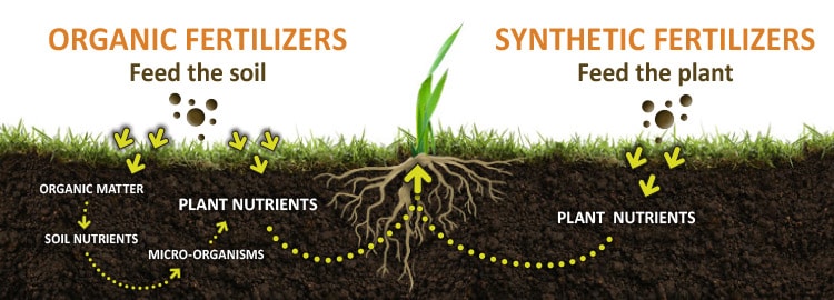 organic vs synthetic fertlizer graphic