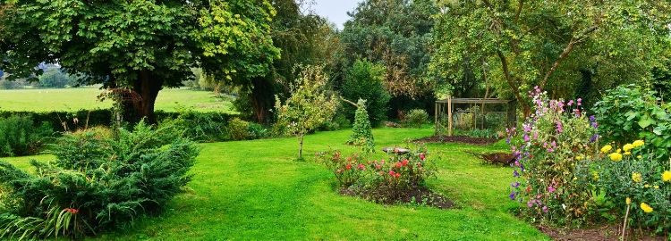 green trees and shrubs