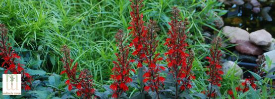 MM_water_wisely_Lobelia_Cardinalis_thumbnail_555__201_px-min.jpg