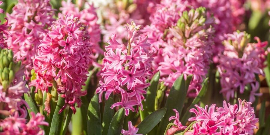 Pink Hyacinth bulbs to plant in fall