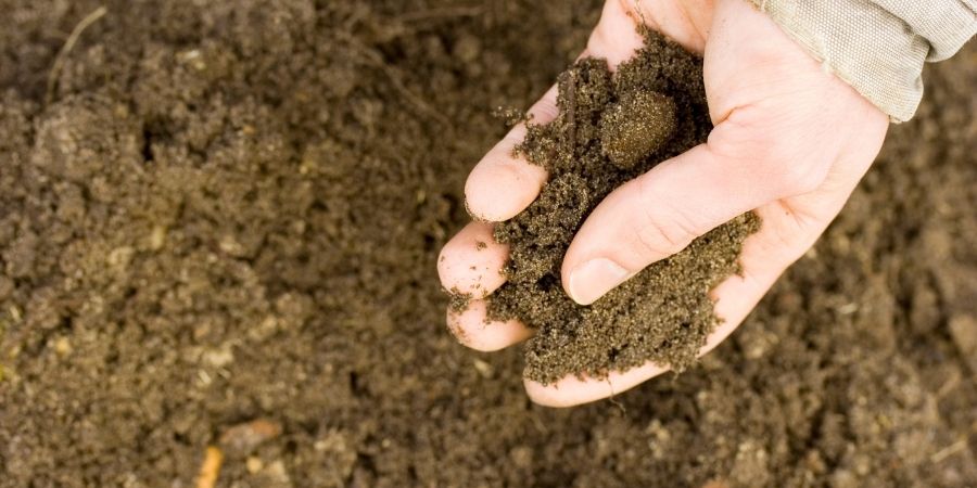 soil in hand