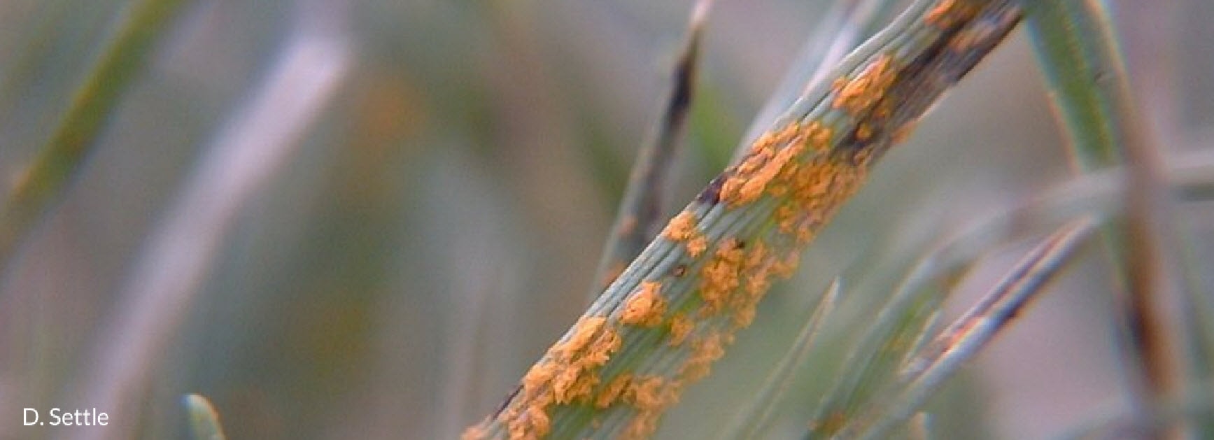 rust grass disease