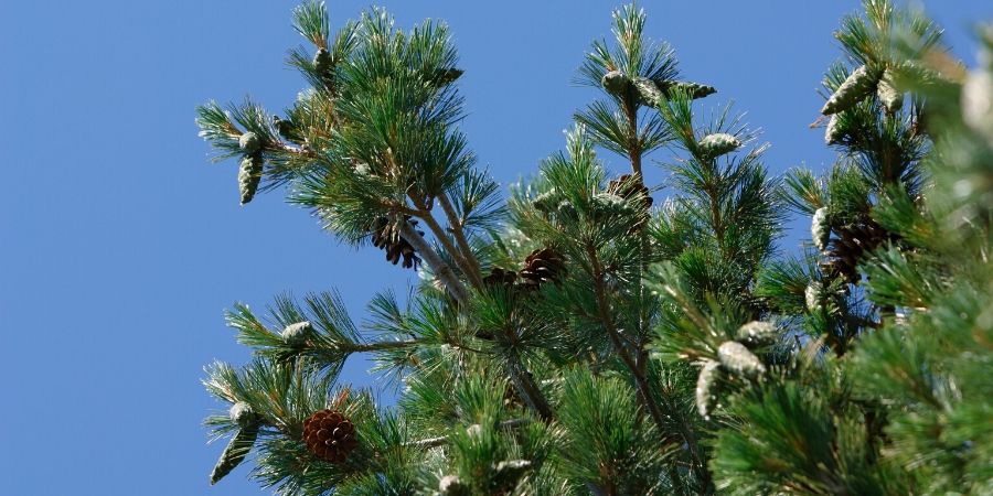 evergreen tree with cones