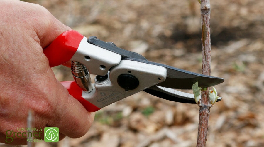 pruning a dormant branch with leaf buds on opposite sides