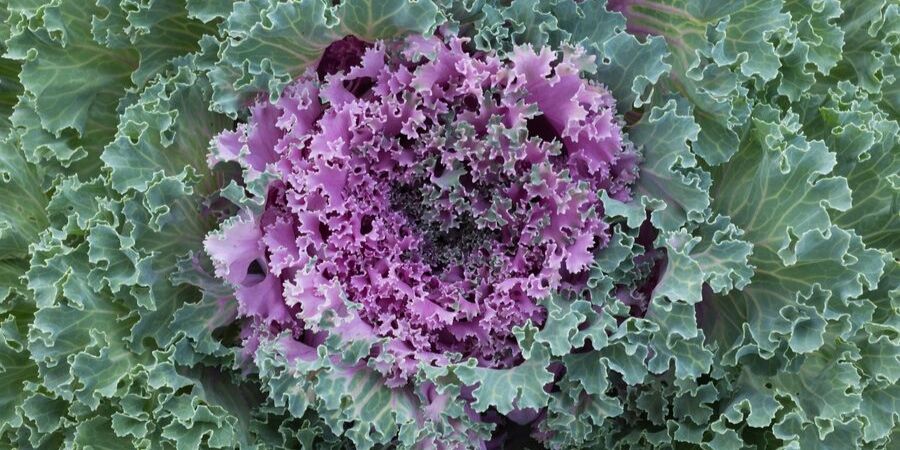 Ornamental kale planted in fall
