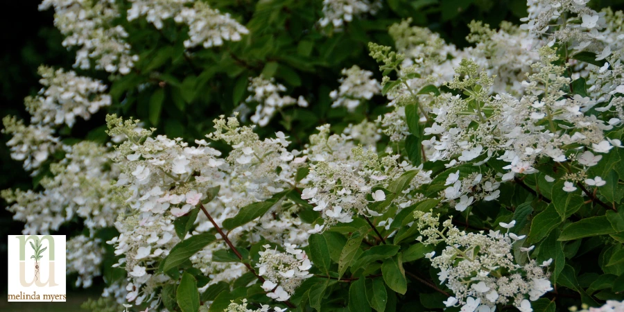 Hydrangea paniculata .JPG 900x450.webp