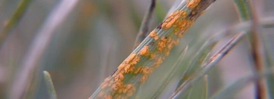 Chemicals_in_Lawn_Rust_GrassThumbnail555x201-min.jpg