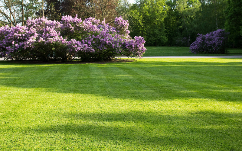 grass and sod for lawn