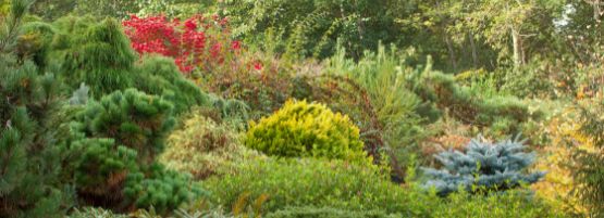 Trees_and_Shrubs_555_x_201_px-min.jpg